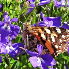 Vanessa kershawi (Australian Painted Lady) at Goulburn, NSW - 6 Nov 2024 by Milly