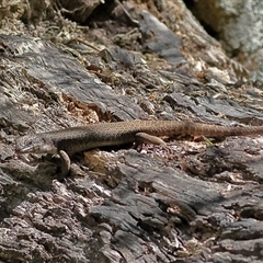 Egernia striolata (Tree Skink) at Uriarra, NSW - 5 Nov 2024 by MichaelWenke