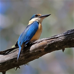 Todiramphus sanctus (Sacred Kingfisher) at Uriarra, NSW - 5 Nov 2024 by MichaelWenke