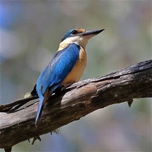 Todiramphus sanctus at Uriarra, NSW - 5 Nov 2024 01:22 PM