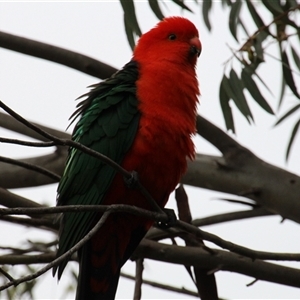 Alisterus scapularis at Higgins, ACT - 14 Oct 2014 02:37 PM