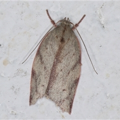 Euchaetis inceptella at Melba, ACT - 3 Nov 2024 10:45 PM