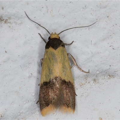 Heteroteucha dichroella (A Concealer moth (Wingia Group)) at Melba, ACT - 3 Nov 2024 by kasiaaus