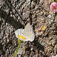 Zizina otis (Common Grass-Blue) at Aranda, ACT - 5 Nov 2024 by KMcCue