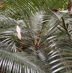 Unidentified Plant at Lorne, NSW - 6 Nov 2024 by Butlinz