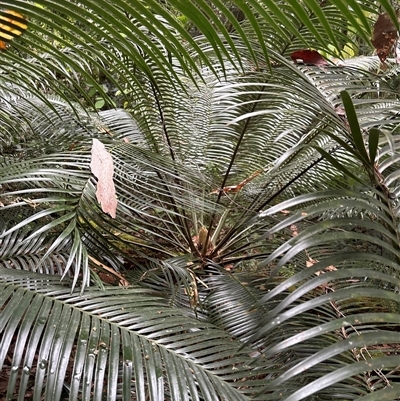 Unidentified Plant at Lorne, NSW - 6 Nov 2024 by Butlinz