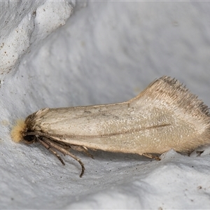 Edosa ochracea at Melba, ACT - 3 Nov 2024 10:47 PM