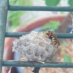 Polistes (Polistes) chinensis (Asian paper wasp) at Ainslie, ACT - 6 Nov 2024 by Jeanette