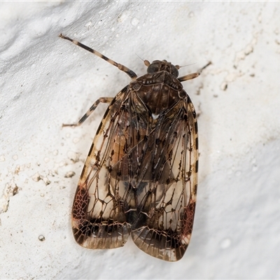 Dipsiathus obscurifrons (Achilid planthopper) at Melba, ACT - 3 Nov 2024 by kasiaaus