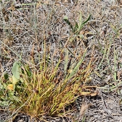 Schoenus apogon (Common Bog Sedge) at Phillip, ACT - 6 Nov 2024 by Mike