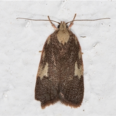 Syringoseca mimica (A Concealer moth (Wingia Group)) at Melba, ACT - 3 Nov 2024 by kasiaaus