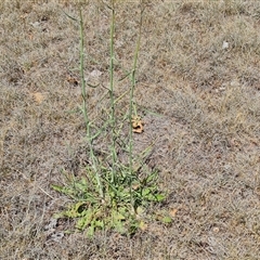 Chondrilla juncea (Skeleton Weed) at Phillip, ACT - 6 Nov 2024 by Mike