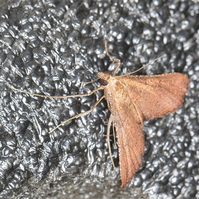 Endotricha pyrosalis (A Pyralid moth) at Melba, ACT - 3 Nov 2024 by kasiaaus