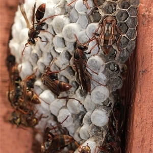 Polistes (Polistella) humilis at Unanderra, NSW - suppressed