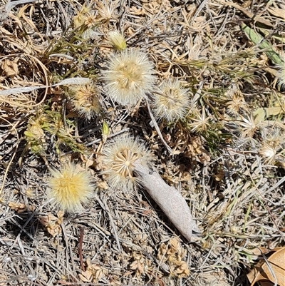 Vittadinia muelleri (Narrow-leafed New Holland Daisy) at Phillip, ACT - 6 Nov 2024 by Mike