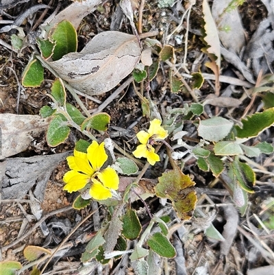 Goodenia hederacea subsp. hederacea (Ivy Goodenia, Forest Goodenia) at Whitlam, ACT - 4 Nov 2024 by sangio7