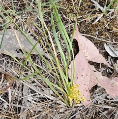 Lomandra filiformis subsp. coriacea (Wattle Matrush) at Whitlam, ACT - 5 Nov 2024 by sangio7