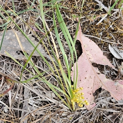 Lomandra filiformis subsp. coriacea (Wattle Matrush) at Whitlam, ACT - 4 Nov 2024 by sangio7