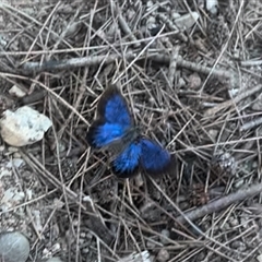 Ogyris amaryllis (Satin Azure) at Strathnairn, ACT - 6 Nov 2024 by Jillw