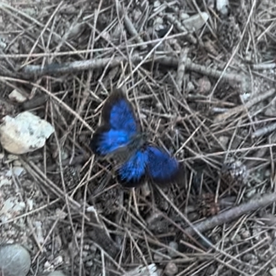 Ogyris amaryllis (Satin Azure) at Strathnairn, ACT - 6 Nov 2024 by Jillw