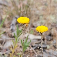 Leptorhynchos squamatus (Scaly Buttons) at Whitlam, ACT - 4 Nov 2024 by sangio7