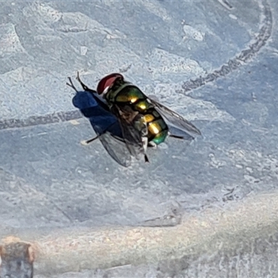 Chrysomya sp. (genus) (A green/blue blowfly) at Fadden, ACT - 6 Nov 2024 by Mike