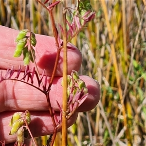 Vicia disperma at O'Malley, ACT - 6 Nov 2024 09:25 AM