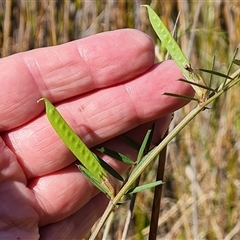 Vicia sativa subsp. nigra (Narrow-leaved Vetch) at O'Malley, ACT - 5 Nov 2024 by Mike