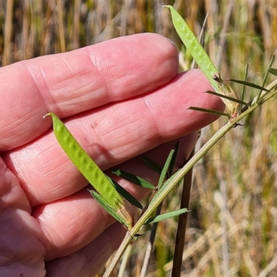 Vicia sativa subsp. nigra (Narrow-leaved Vetch) at O'Malley, ACT - 5 Nov 2024 by Mike