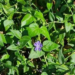 Vinca major (Blue Periwinkle) at O'Malley, ACT - 5 Nov 2024 by Mike