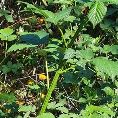 Rubus fruticosus species aggregate (Blackberry) at O'Malley, ACT - 5 Nov 2024 by Mike