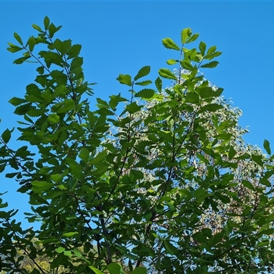 Quercus sp. (Oak) at Garran, ACT - 5 Nov 2024 by Mike