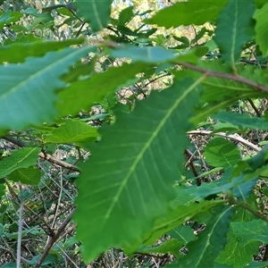 Quercus sp. at Garran, ACT - 6 Nov 2024 09:50 AM