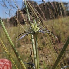 Eryngium ovinum (Blue Devil) at Barton, ACT - 3 Nov 2024 by MichaelBedingfield