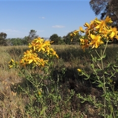 Hypericum perforatum (St John's Wort) at Barton, ACT - 3 Nov 2024 by MichaelBedingfield