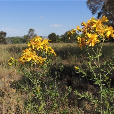 Hypericum perforatum (St John's Wort) at Barton, ACT - 3 Nov 2024 by MichaelBedingfield