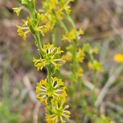 Pimelea curviflora var. sericea (Curved Riceflower) at Whitlam, ACT - 4 Nov 2024 by sangio7