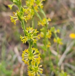 Pimelea curviflora var. sericea at Whitlam, ACT - 5 Nov 2024