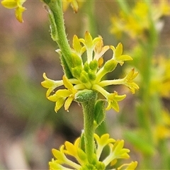 Pimelea curviflora var. sericea at Whitlam, ACT - 5 Nov 2024