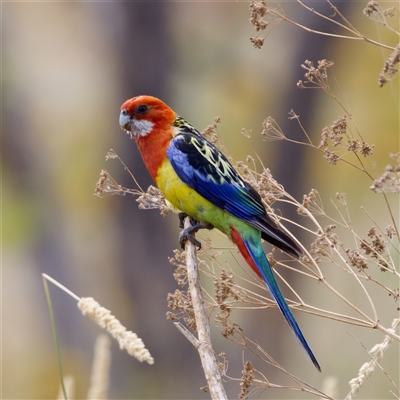 Platycercus eximius (Eastern Rosella) at Strathnairn, ACT - 21 Jan 2023 by KorinneM