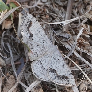 Taxeotis intextata at Hall, ACT - 6 Nov 2024 10:26 AM