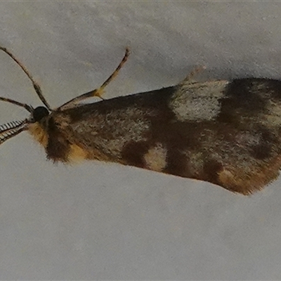 Anestia semiochrea (Marbled Footman) at Hall, ACT - 6 Nov 2024 by Anna123