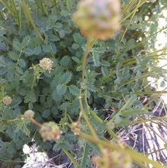 Sanguisorba minor (Salad Burnet, Sheep's Burnet) at Evatt, ACT - 26 Oct 2024 by rbannister