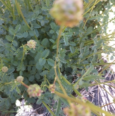 Sanguisorba minor (Salad Burnet, Sheep's Burnet) at Evatt, ACT - 26 Oct 2024 by rbannister