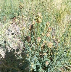 Sanguisorba minor at Evatt, ACT - 26 Oct 2024 10:19 AM