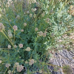 Sanguisorba minor at Evatt, ACT - 26 Oct 2024 10:19 AM