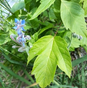 Acer negundo at Evatt, ACT - 1 Nov 2024 10:43 AM