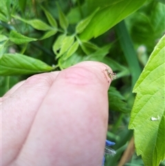 Tettigoniidae (family) at Evatt, ACT - 1 Nov 2024 10:43 AM