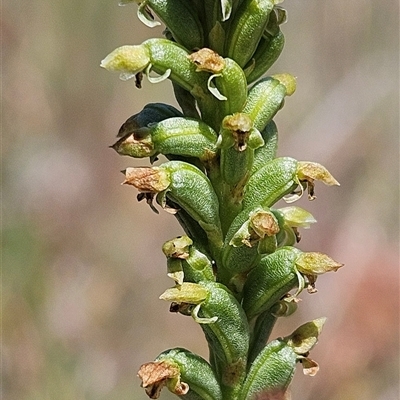 Microtis sp. (Onion Orchid) at Whitlam, ACT - 5 Nov 2024 by sangio7