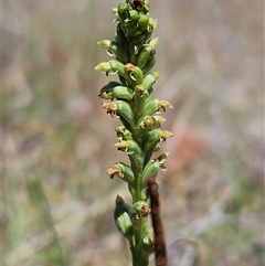 Microtis sp. at Whitlam, ACT - 5 Nov 2024